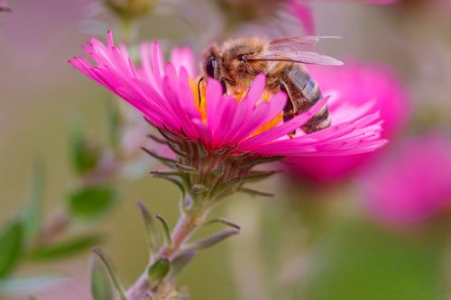 Free A detailed photograph of a honeybee collecting nectar from a vivid pink flower in a garden setting. Stock Photo