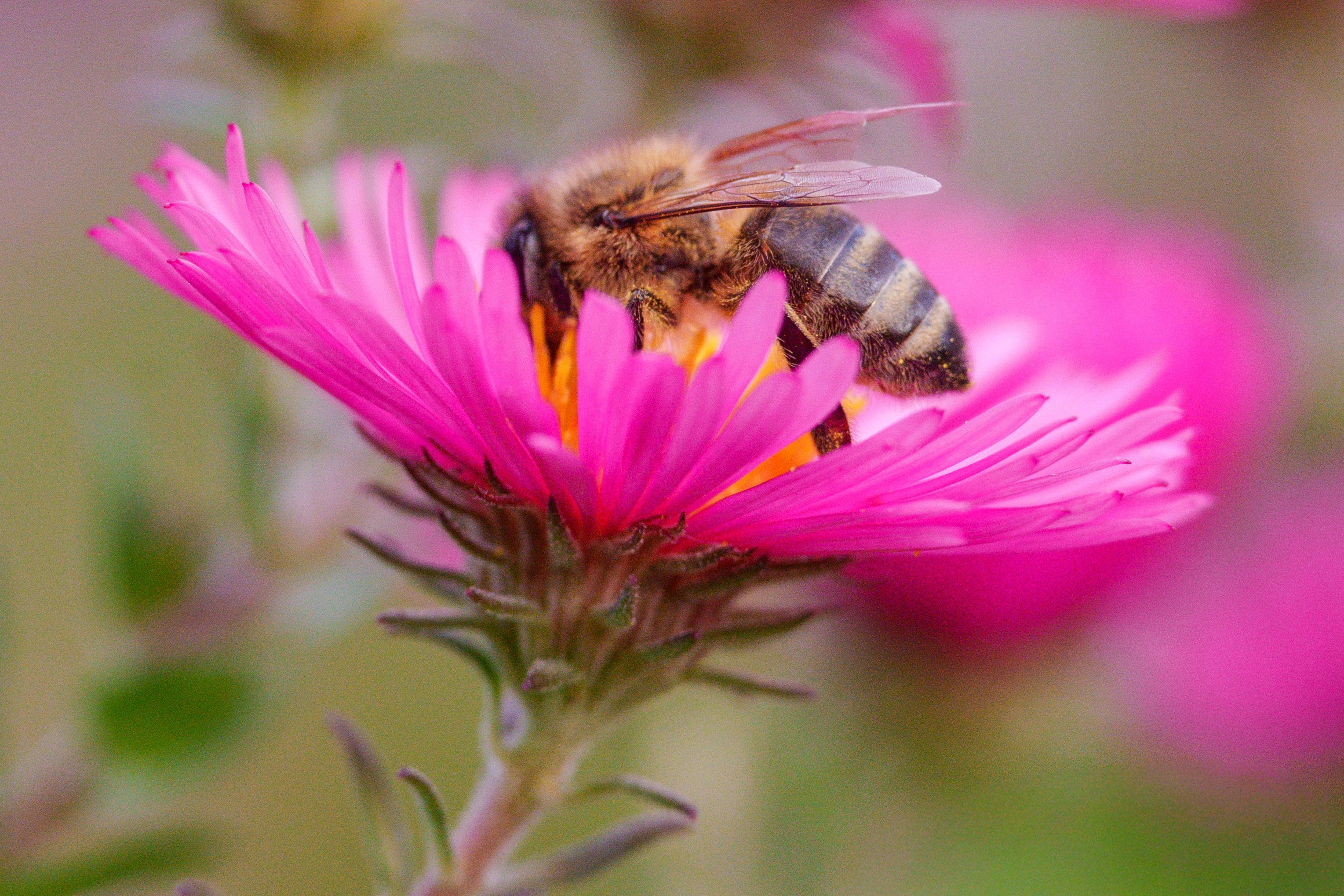 Close-up of Honeybee on Vibrant Pink Aster Flower · Free Stock Photo