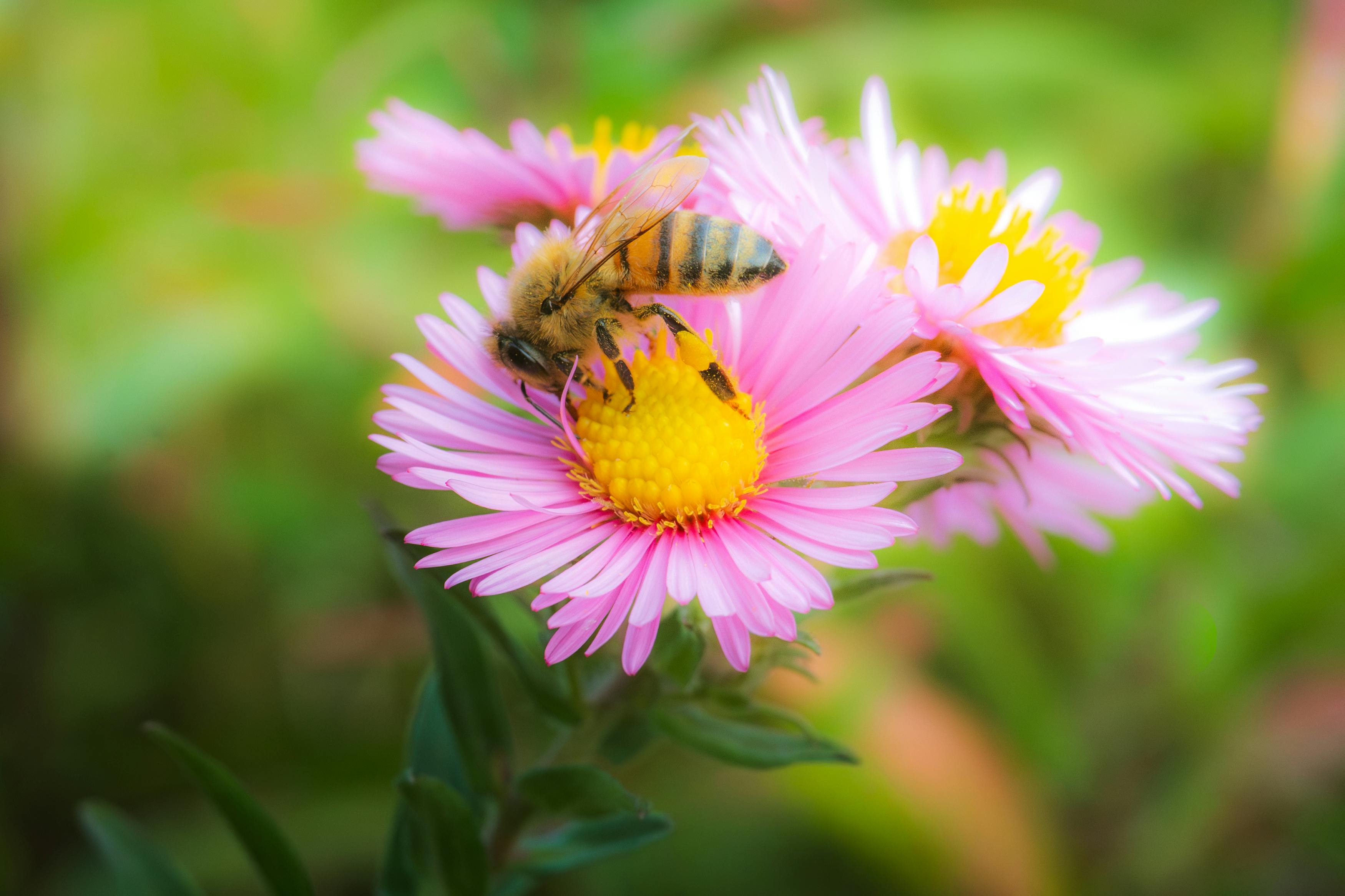Ark Valley Civics Bee Competition to Send Three Local Students to State — Photo by Masood Aslami on Pexels