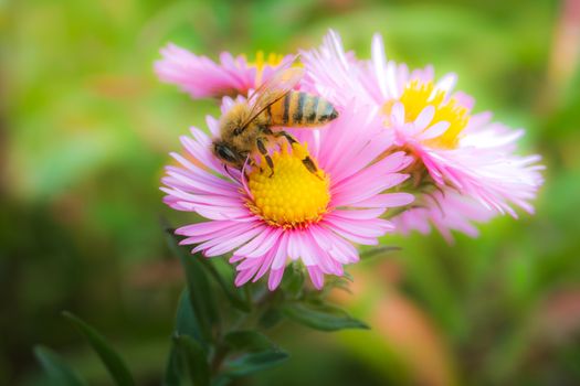 A detailed macro shot of a bee gathering nectar from a vibrant pink aster in a lush garden.