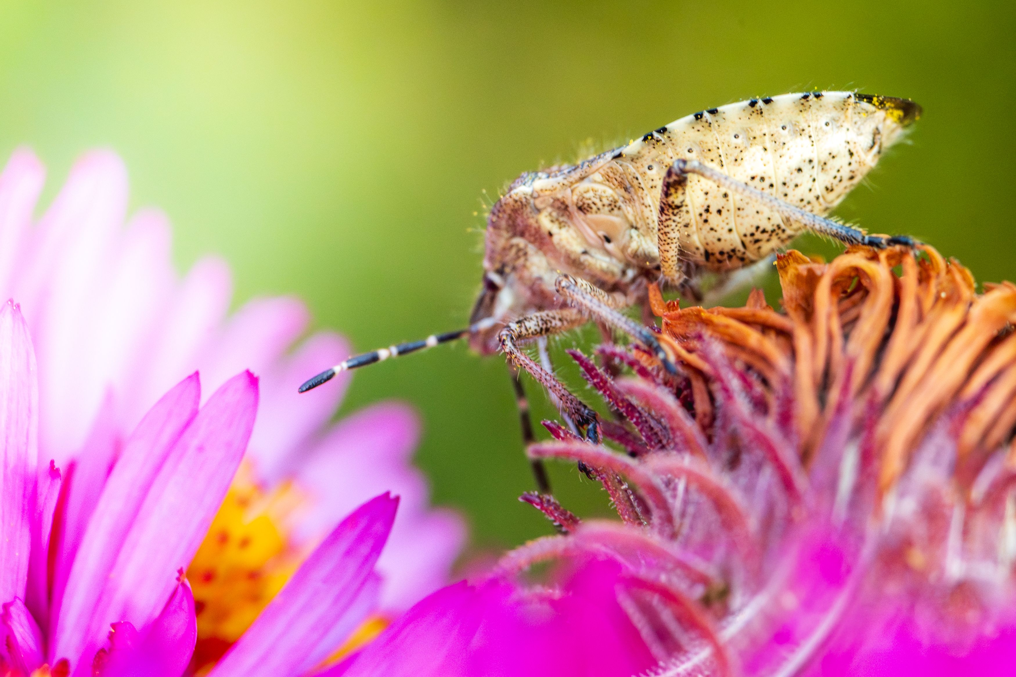 Close-Up of Insect on Vibrant Flower Head · Free Stock Photo