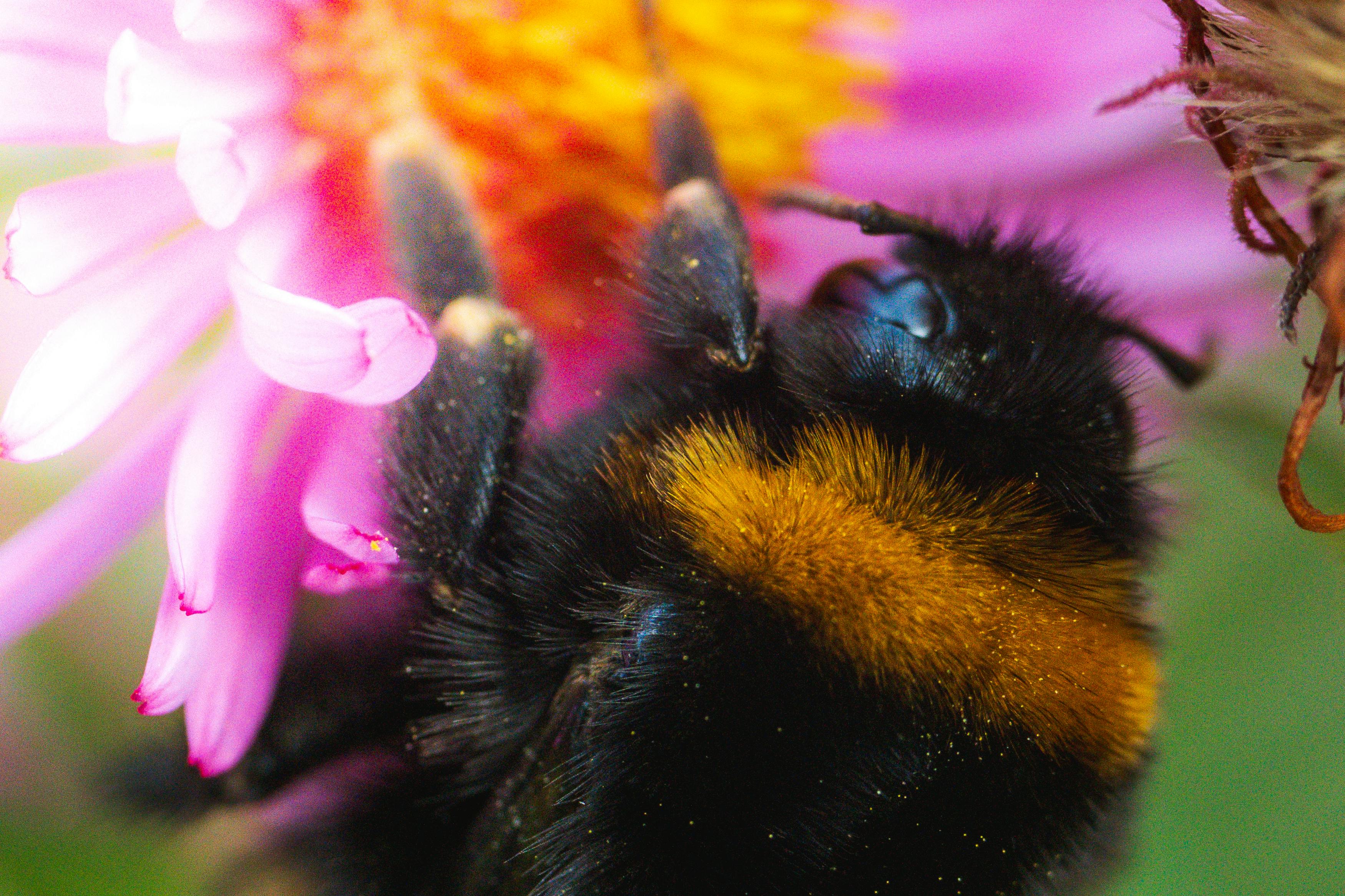 Morfología, Etología y Rol Agronómico de Abejorros (*Bombus* spp.)