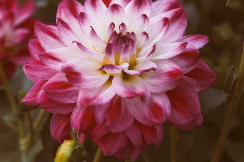 Free Close-up photo of a vibrant pink and white dahlia flower in bloom. Stock Photo