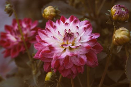 Free A captivating close-up of a vibrant pink and white dahlia in full bloom with dark, soft background. Stock Photo