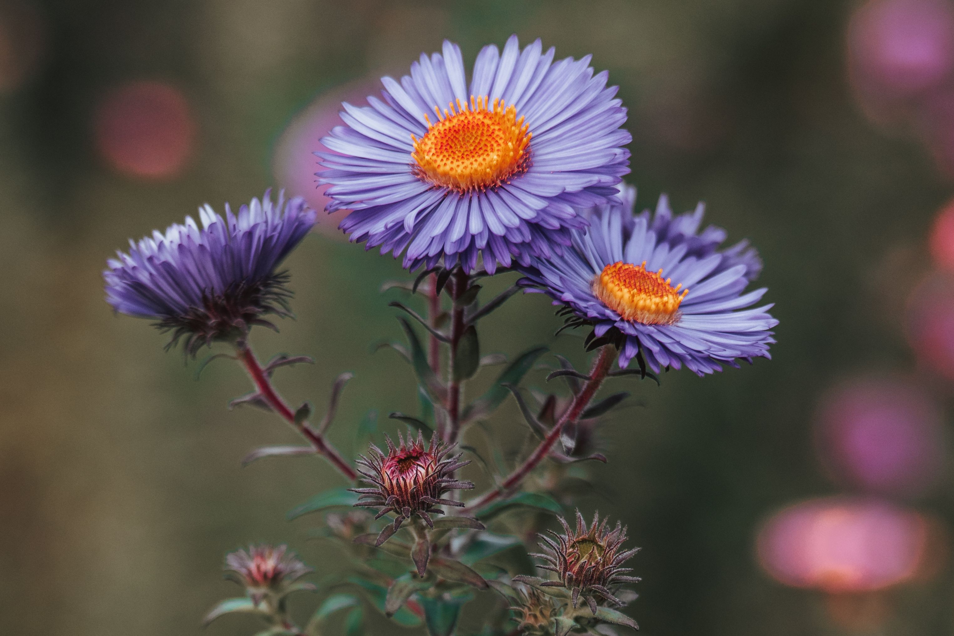 [ColoSach]-detailed-macro-shot-of-vibrant-purple-aster-flowers,-emphasizing-their-orange-centers-against-a-blurred-background.
