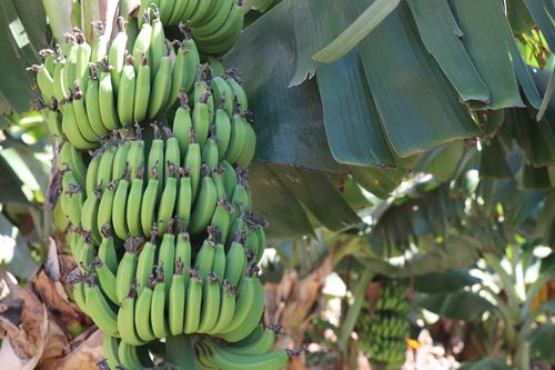 Free Close-up of a vibrant green banana bunch on a tropical plant in natural sunlight. Stock Photo