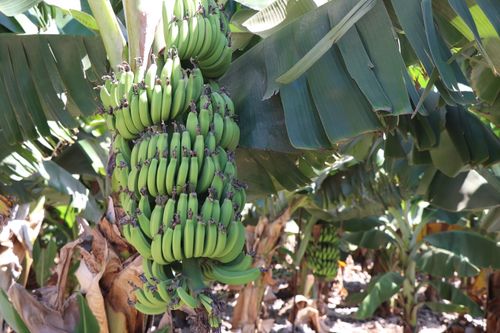 Free Close-up of a thriving green banana cluster on a tree in a tropical plantation. Stock Photo