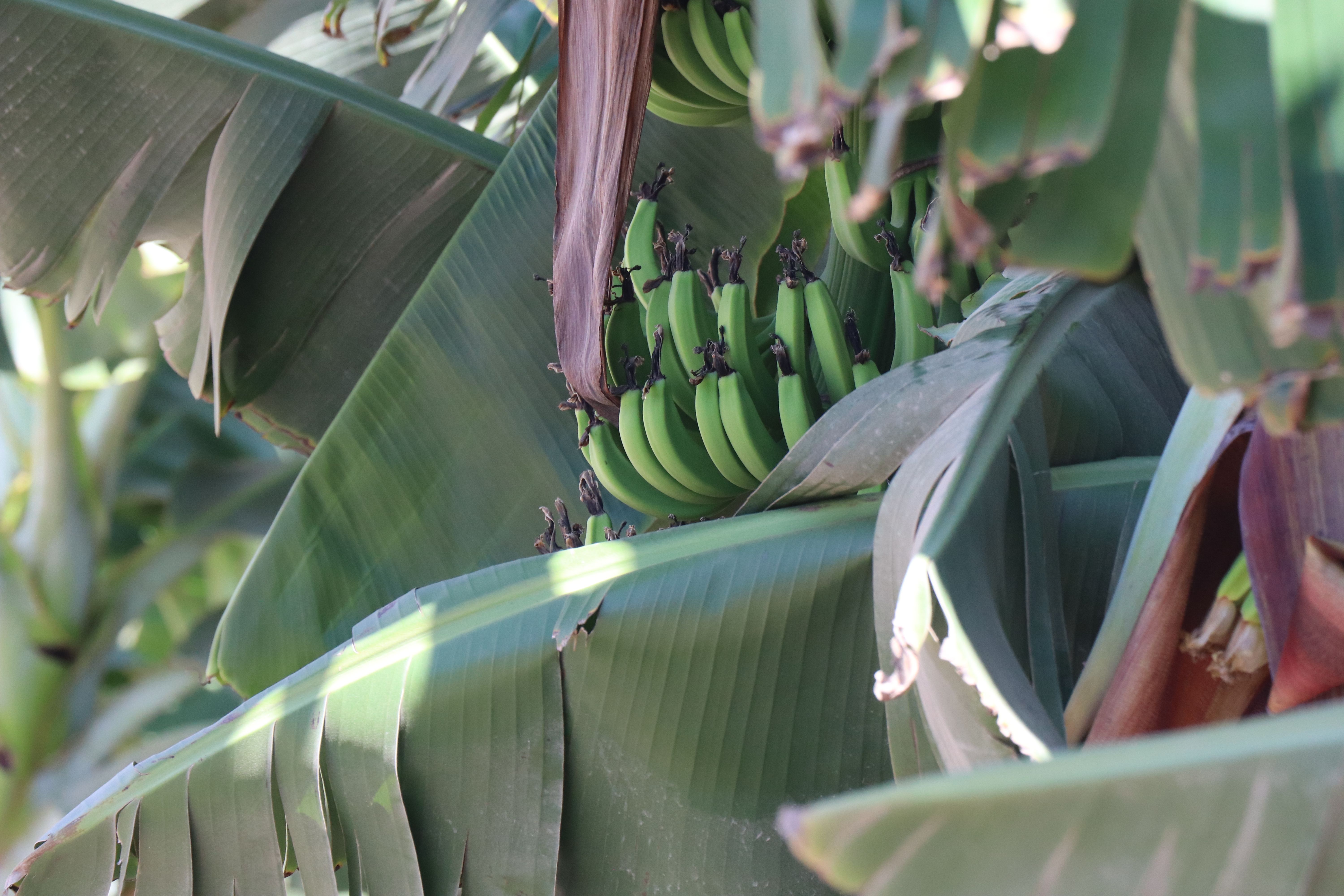 Detailed image of green bananas growing on a tree surrounded by lush leaves.