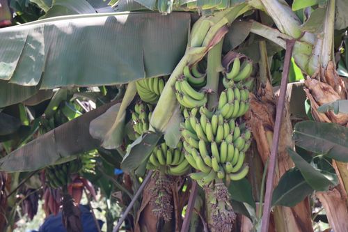 Free Close-up of green bananas growing on a tree in a tropical setting. Stock Photo