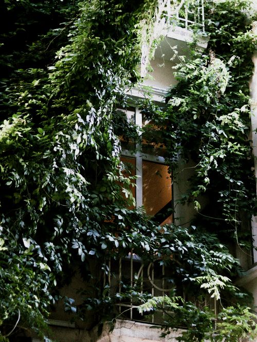 Free A window surrounded by lush green ivy, creating a natural facade in a serene outdoor setting. Stock Photo