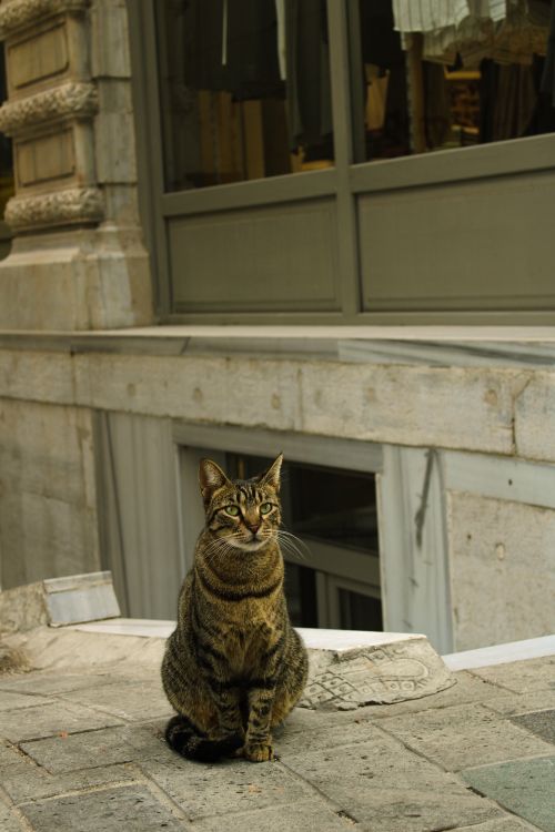 Free Brown tabby cat sitting on cobblestone by urban building facade. Stock Photo