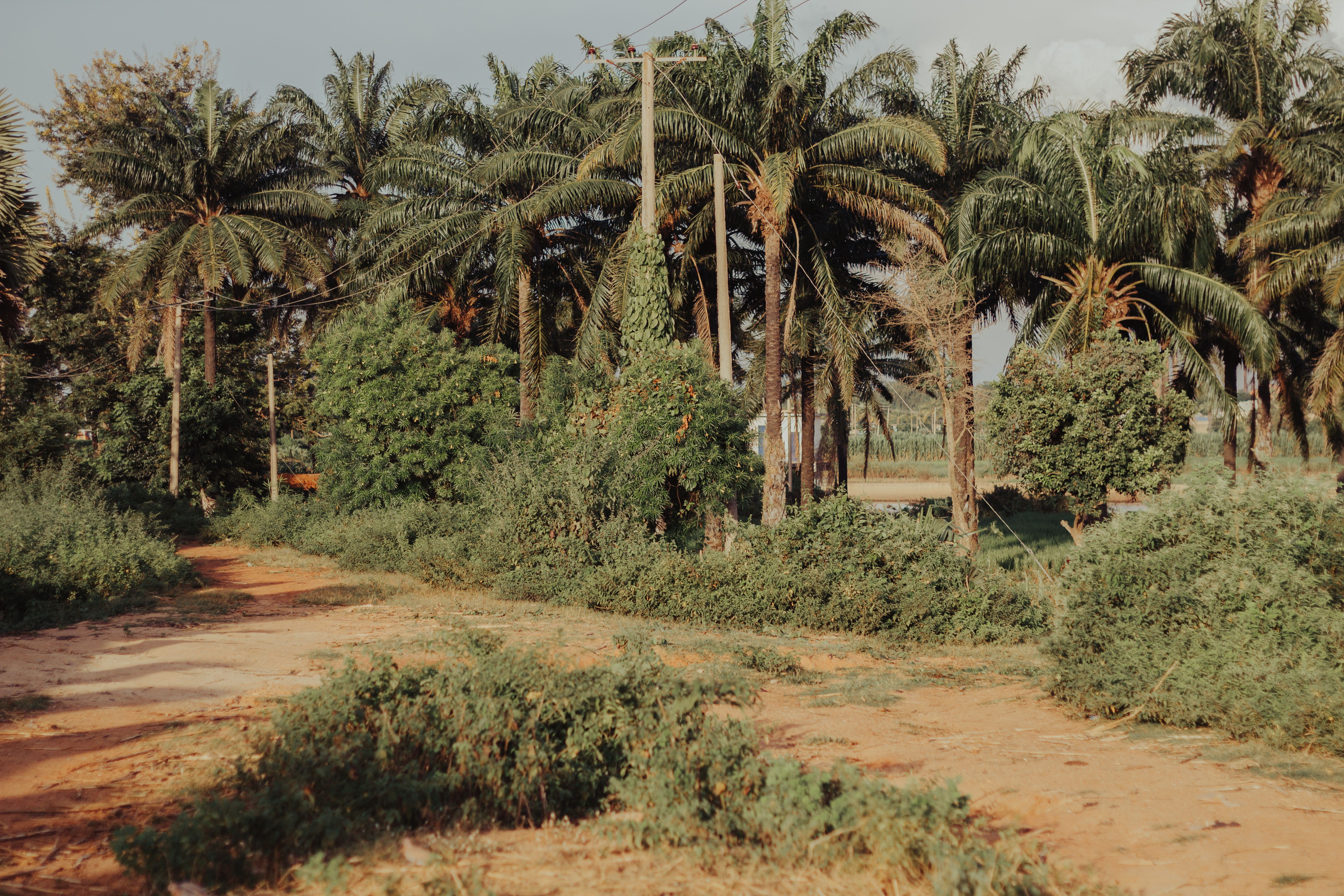 Lush Tropical Pathway with Tall Palm Trees · Free Stock Photo