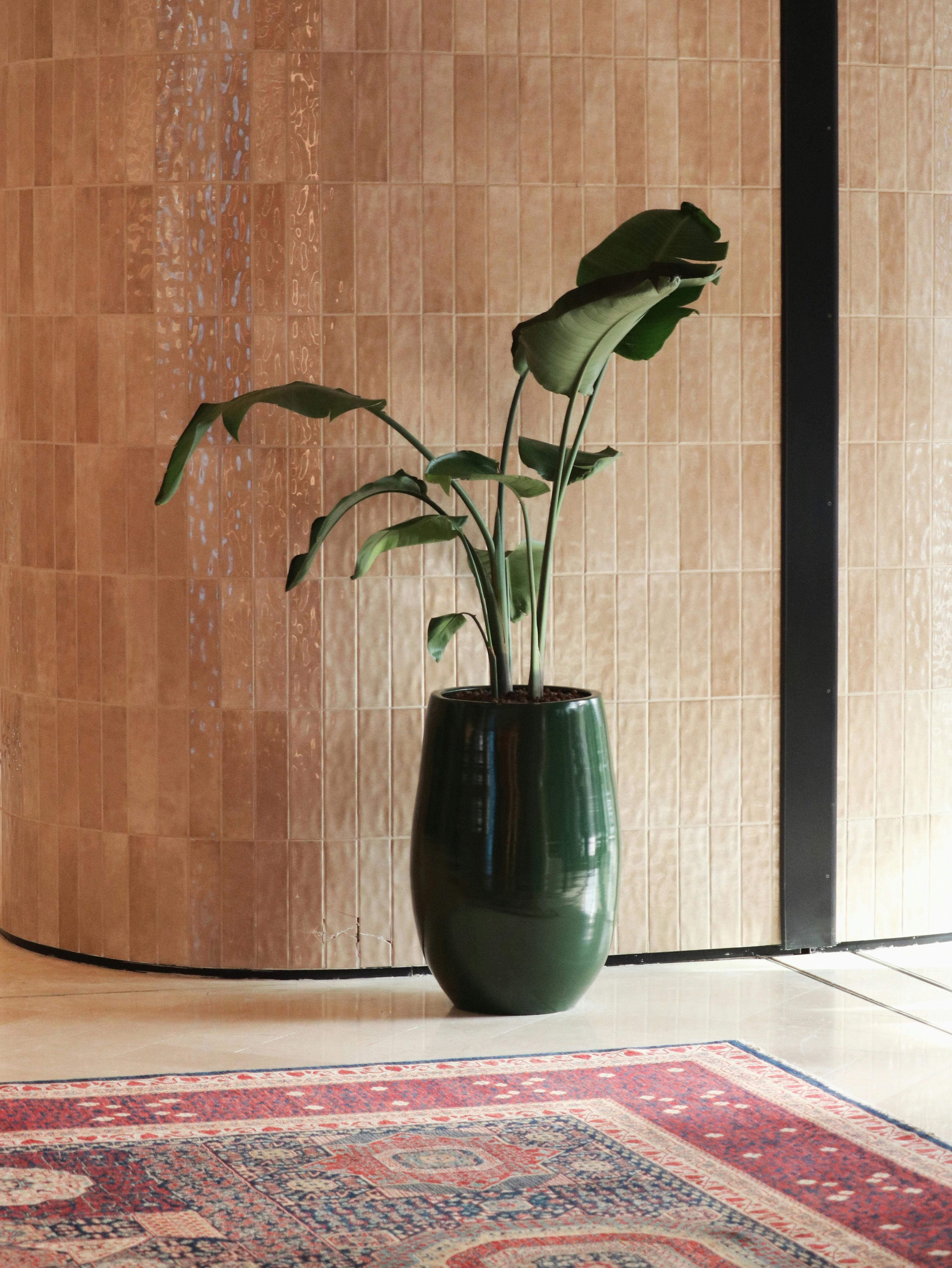 Stylish potted plant with decorative rug in a modern indoor space, enhancing home decor.