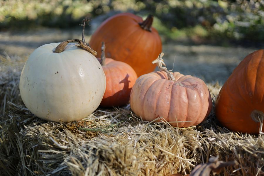Pumpkins arranged on hay for an autumn celebration