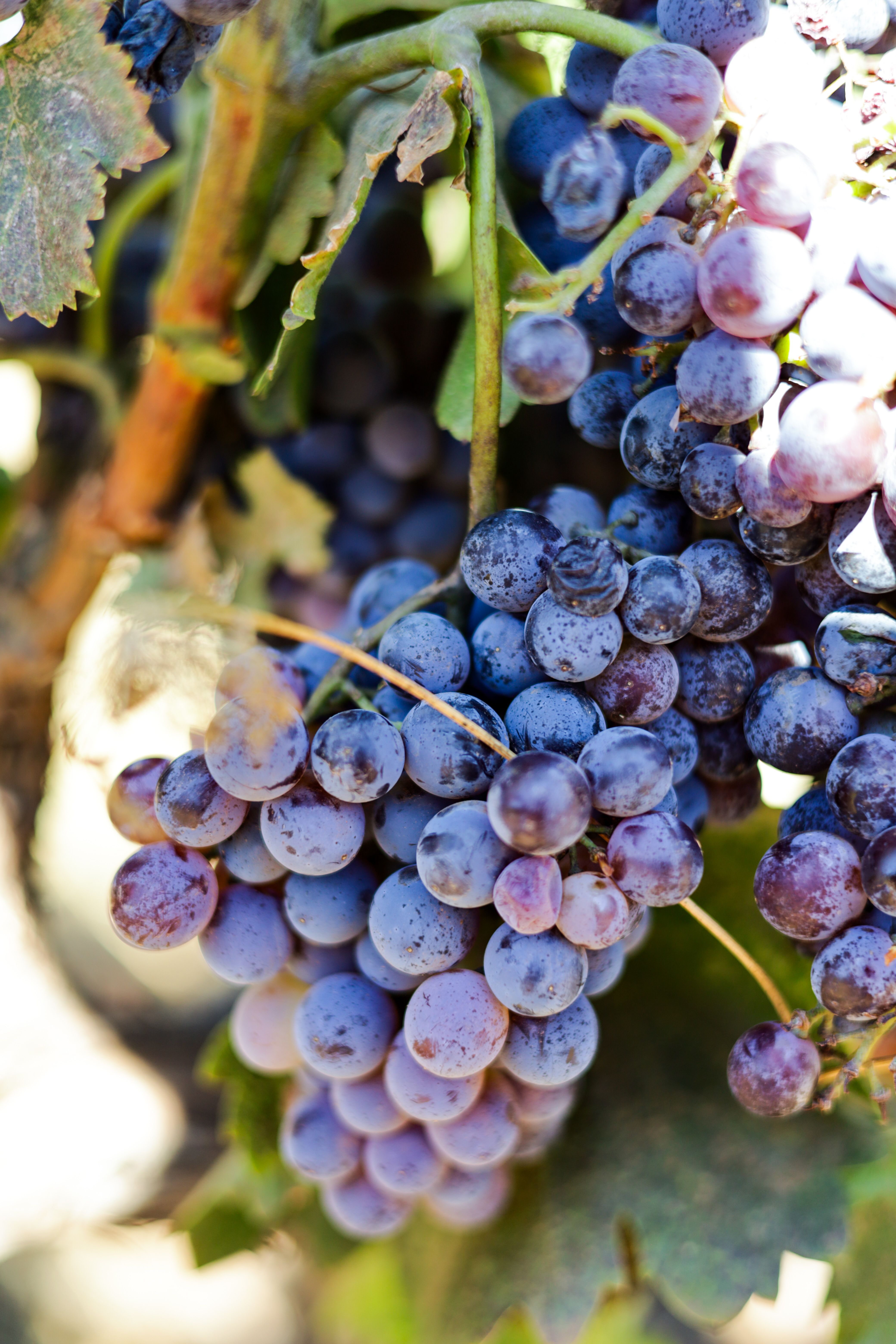 Close-up of ripe black grapes hanging from a vine, sunlit in Placerville, California vineyard.