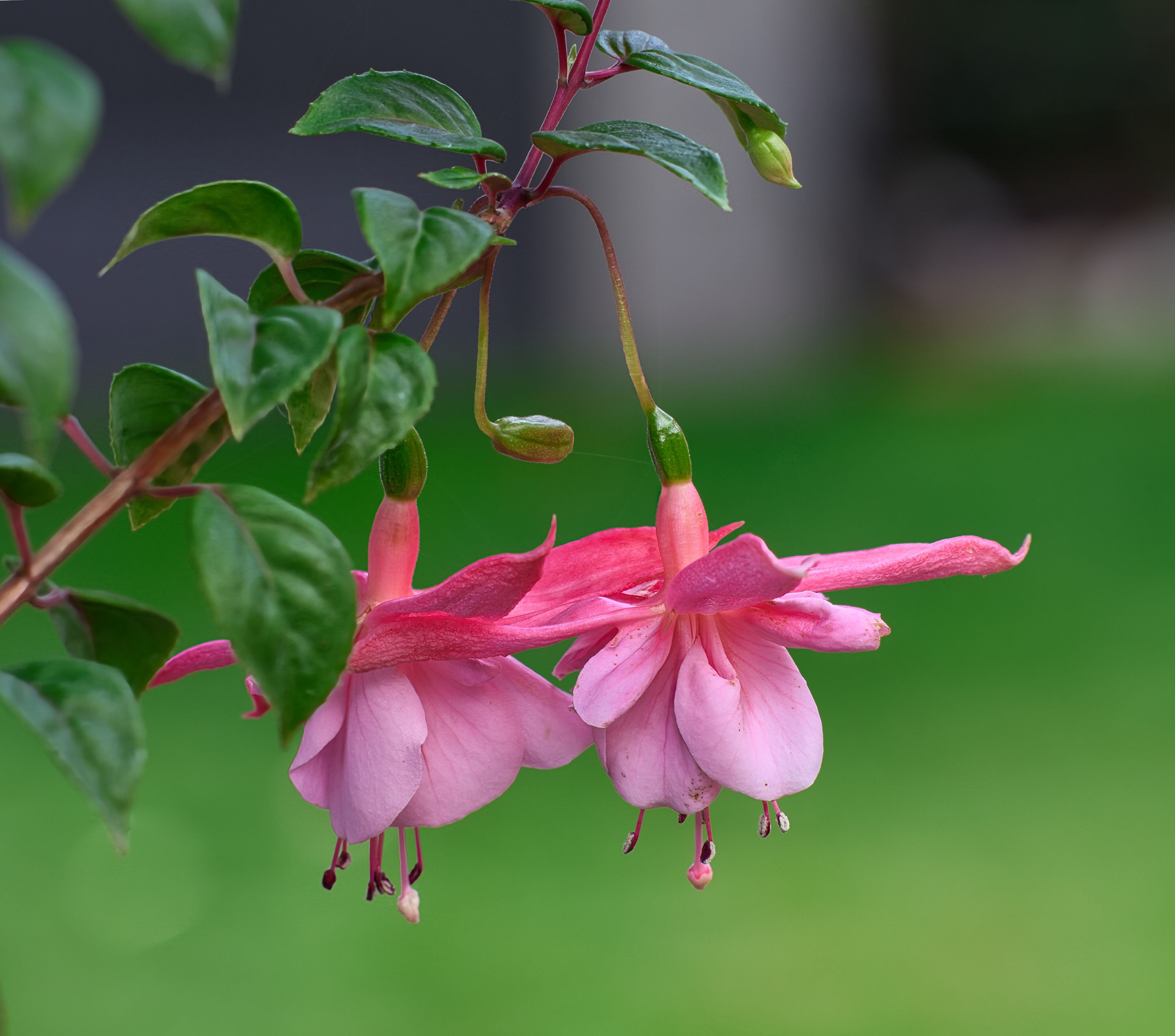 Hanging Plants Names With Pictures Photos, Download The BEST Free Hanging  Plants Names With Pictures Stock Photos & HD Images