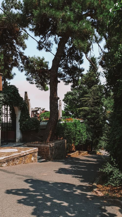 Free Charming tree-lined pathway on Heybeliada, Istanbul, showcasing natural beauty and tranquility. Stock Photo