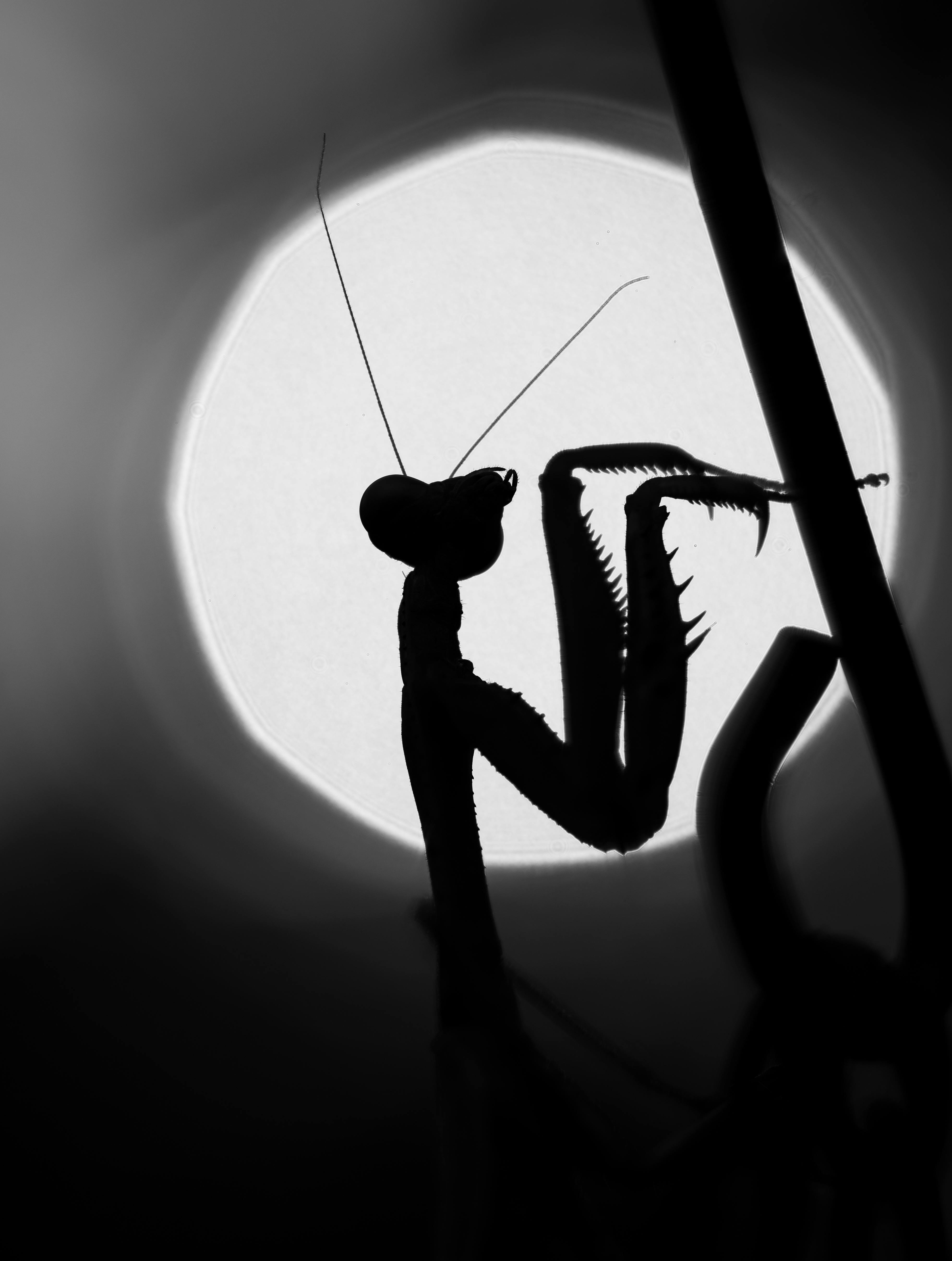 Gratis Immagine gratuita di a sei zampe, antenne, artistico Foto a disposizione