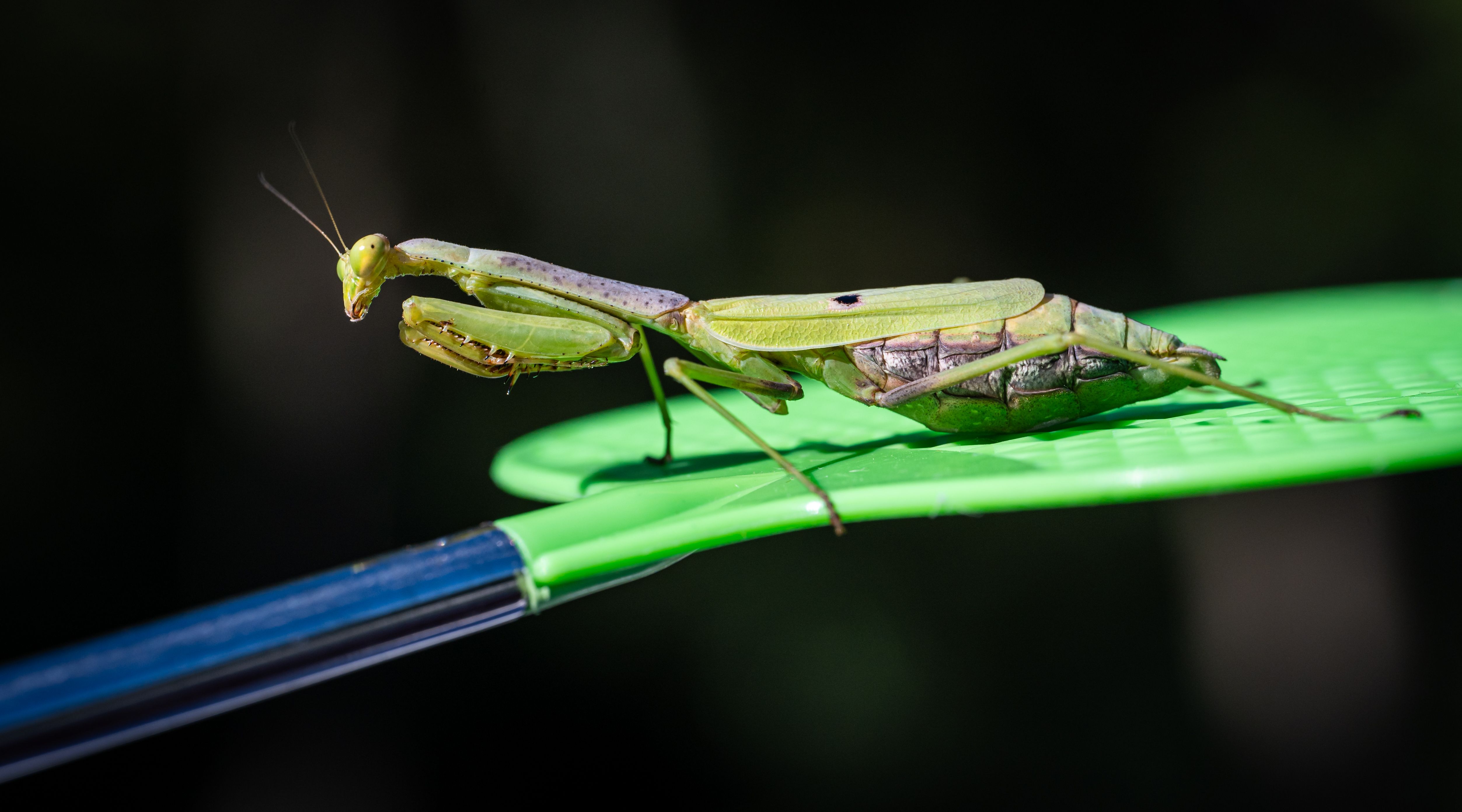 Close-up of Praying Mantis on Green Object · Free Stock Photo