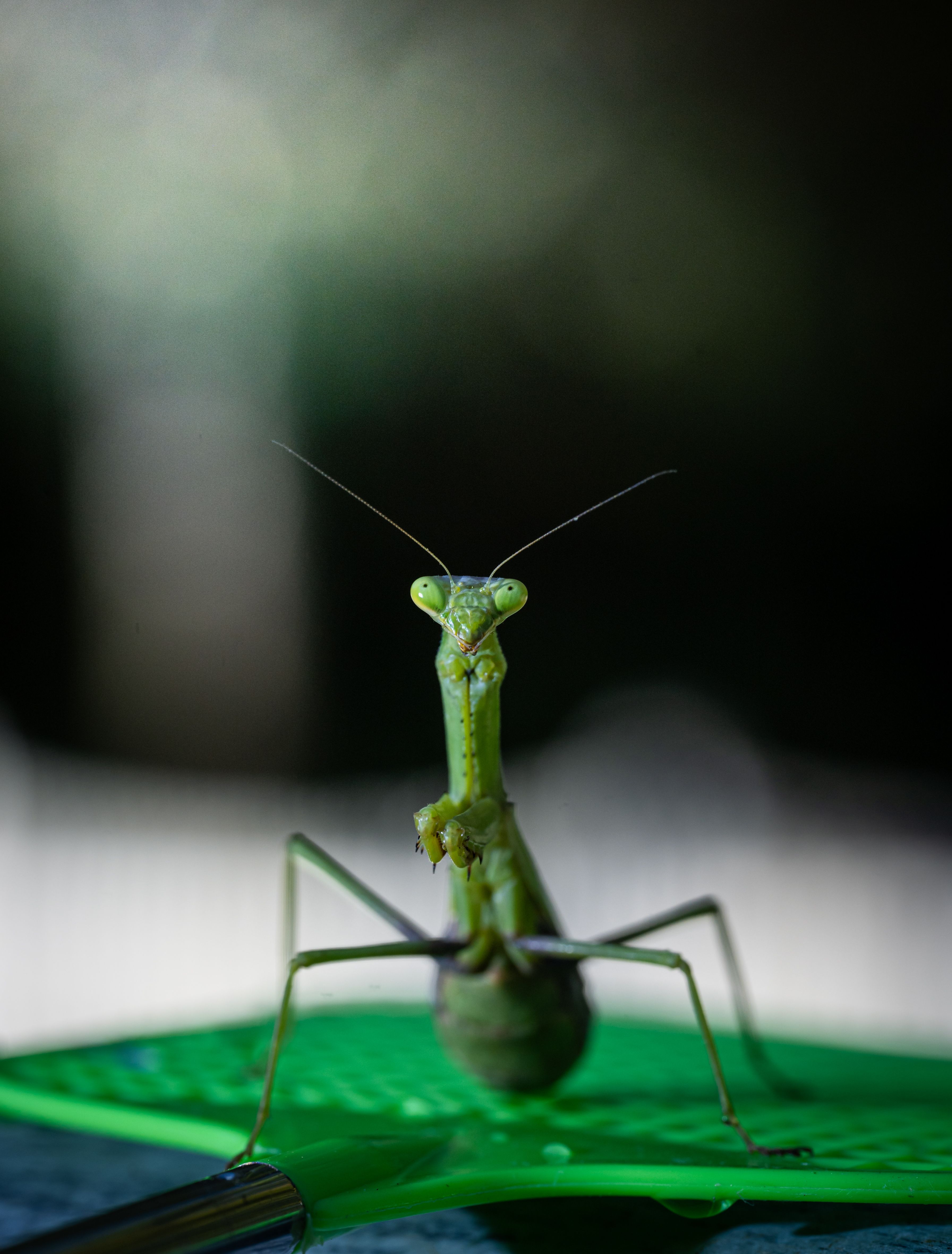 Close-up of Praying Mantis on Green Surface · Free Stock Photo