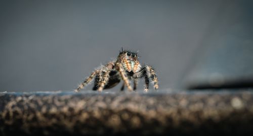 Free Close-up photo of a hairy jumping spider on a surface, captured with detail in its eyes and legs. Stock Photo