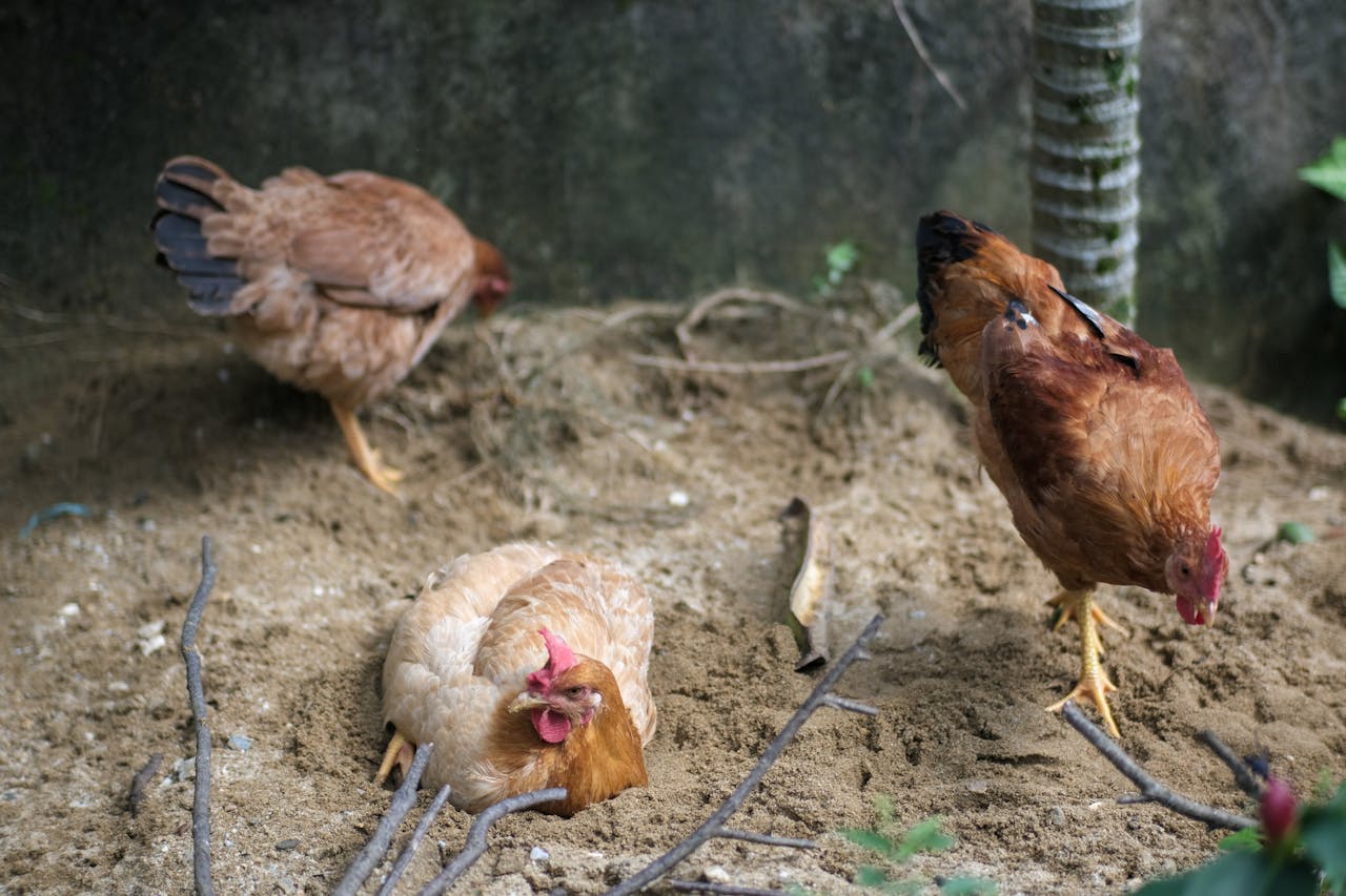 Thám tử lừng danh Conan | Chương 0516