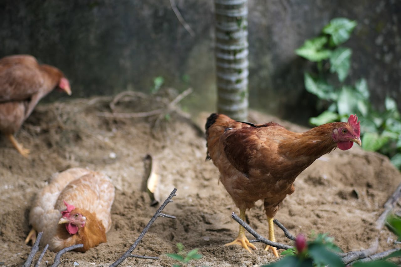 Thám tử lừng danh Conan | Chương 0517