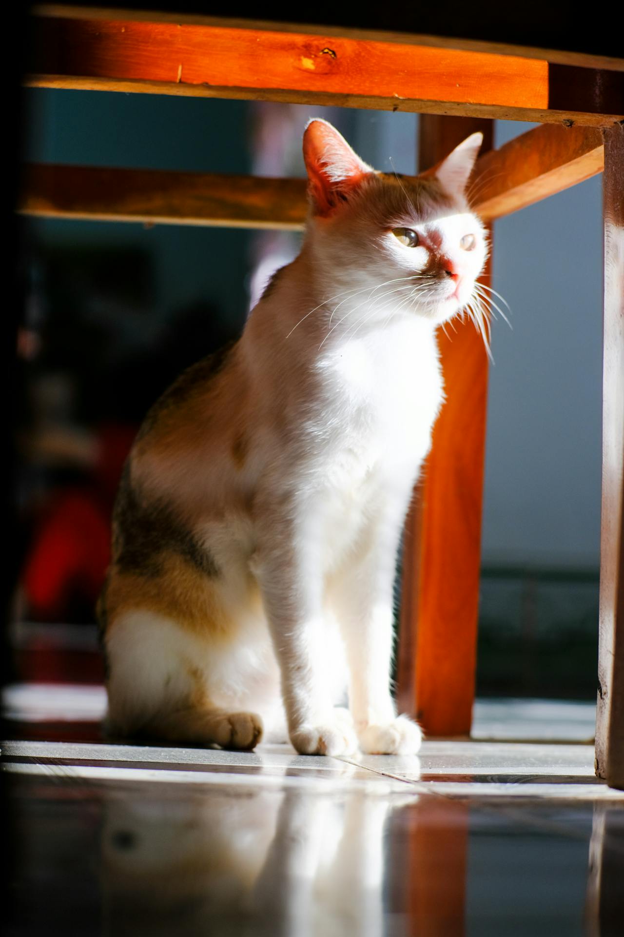 Chim lửa | Chương 61