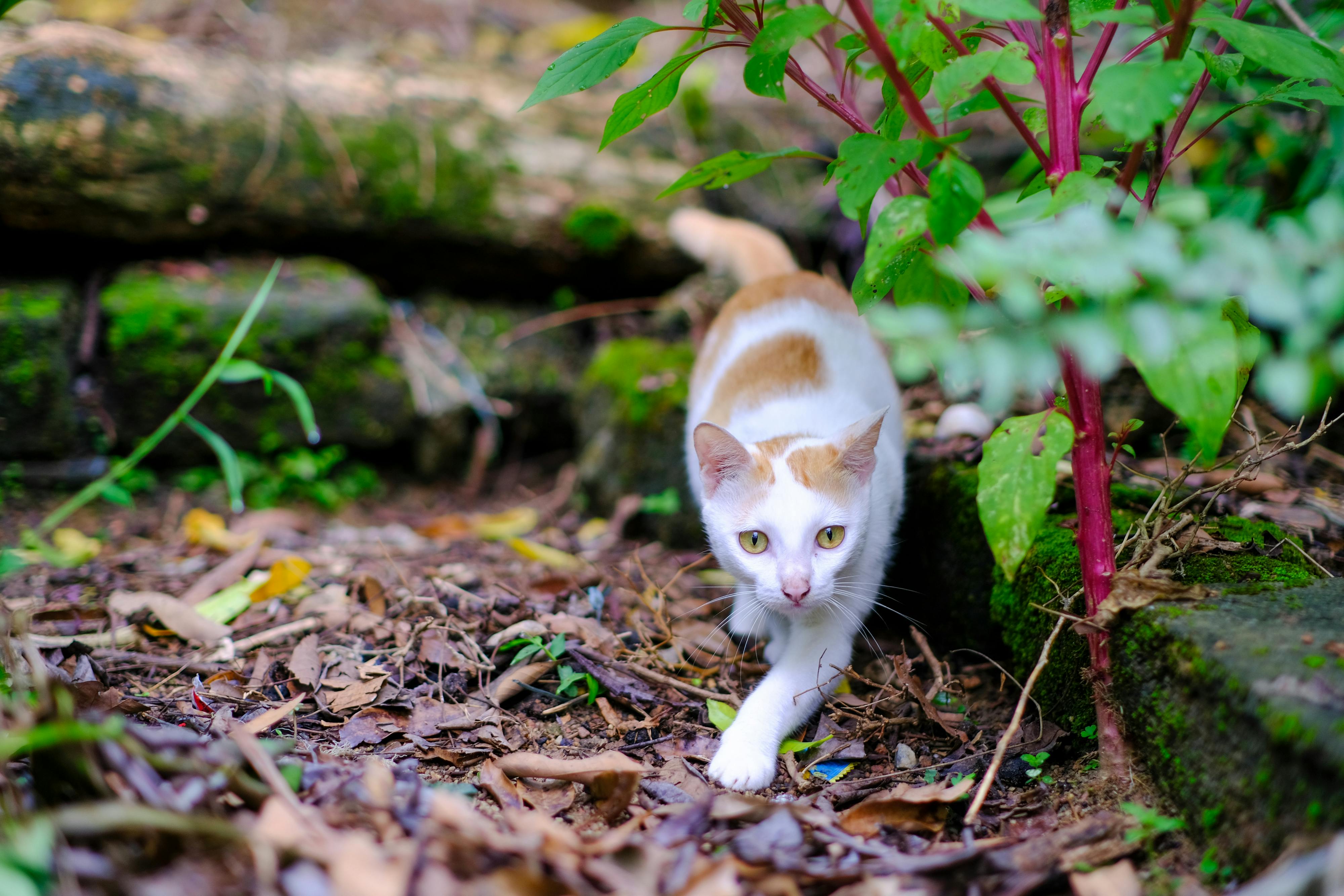 Trung tâm nghiên cứu văn học, phát triển nhà văn Việt Nam