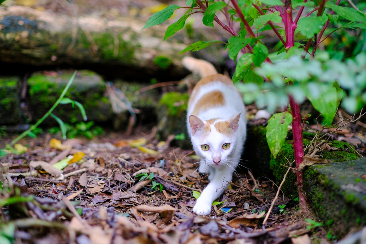 Thám tử lừng danh Conan | Chương 0975