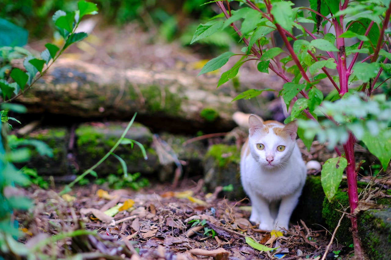 Thám tử lừng danh Conan | Chương 1002