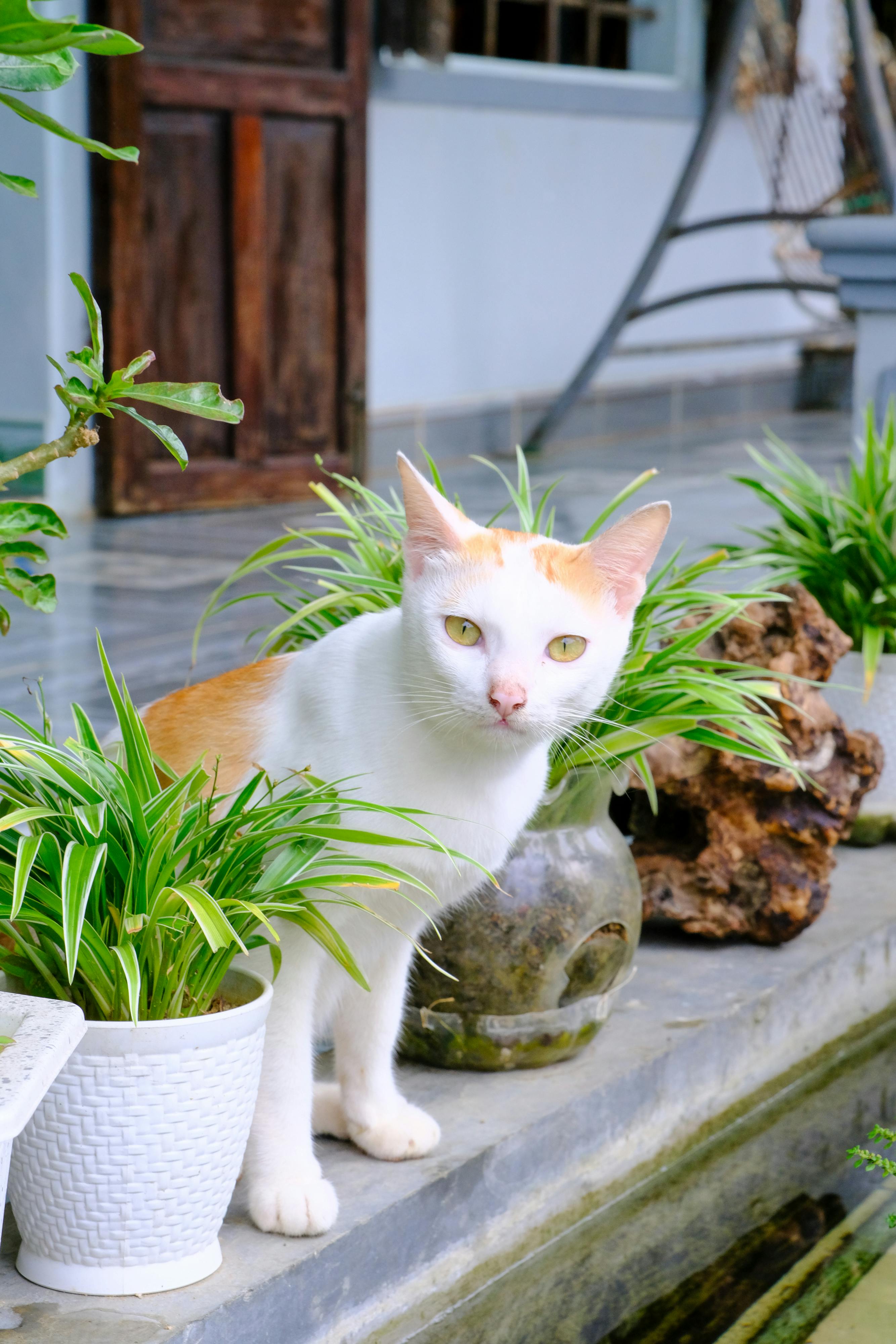 Nếu loài người tuyệt chủng, chúng ta có thể tiến hóa lại không? 701 – viet lach, tien hoa, tuyet chung, loai nguoi.