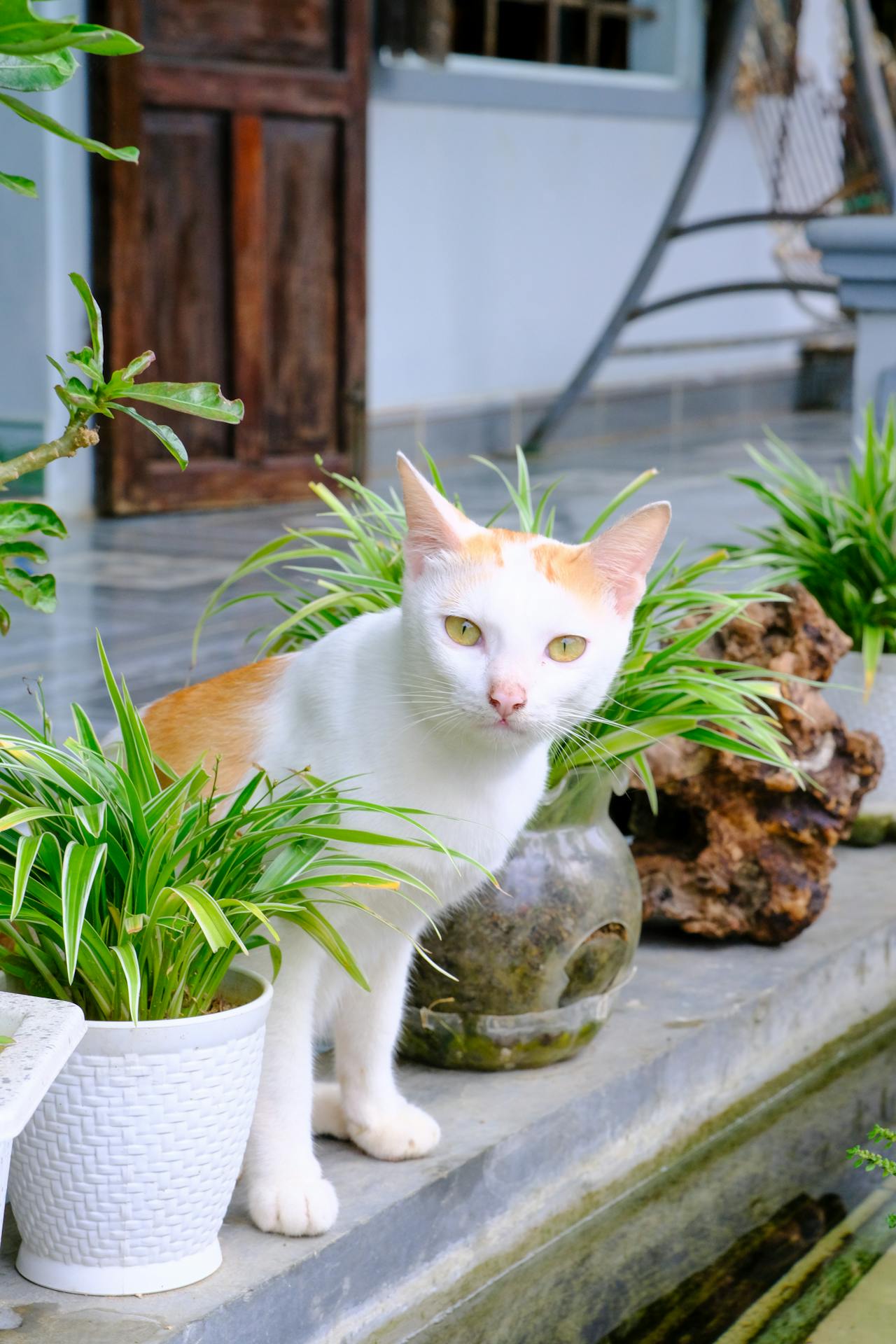 Thám tử lừng danh Conan | Chương 0442