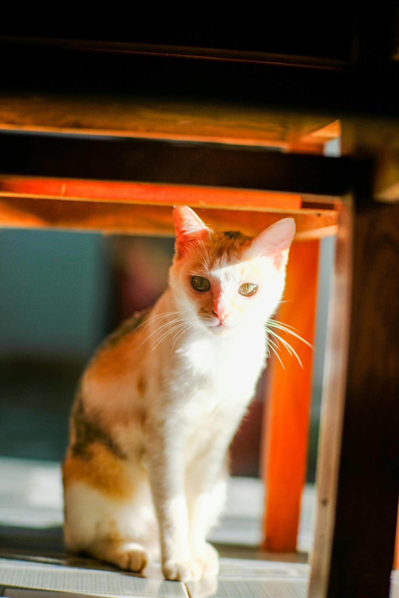 Ỷ thiên đồ long ký | Chương 06