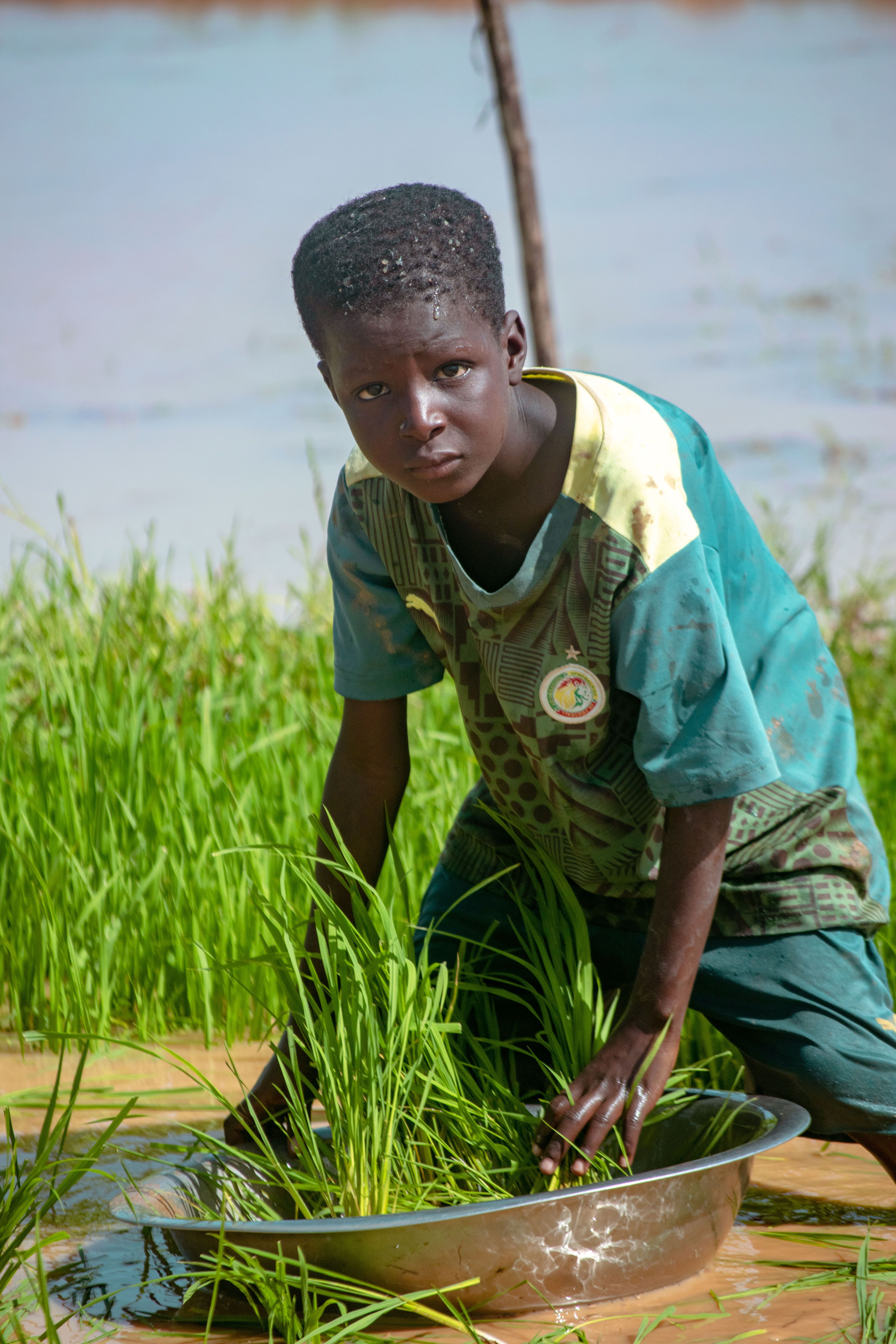 Boy Working in Rice Field with Water Basin · Free Stock Photo