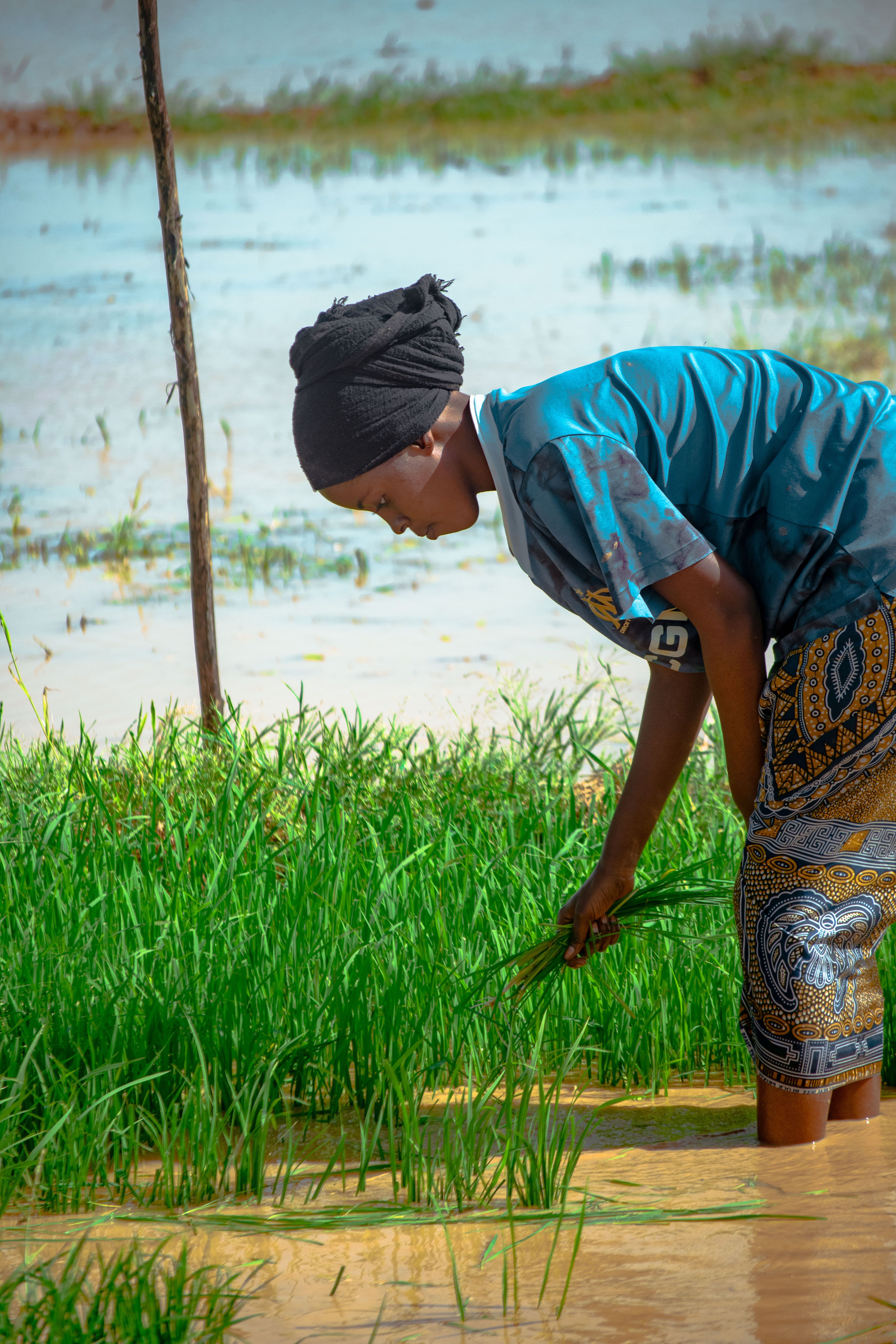 African woman tending rice crops in a flooded field, showcasing traditional farming techniques.