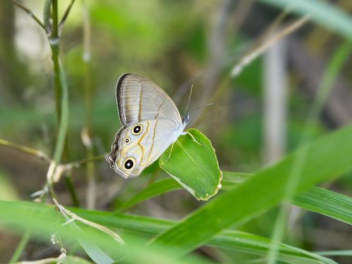 Free Close-up of a beautiful butterfly resting on a leaf in a natural setting. Stock Photo