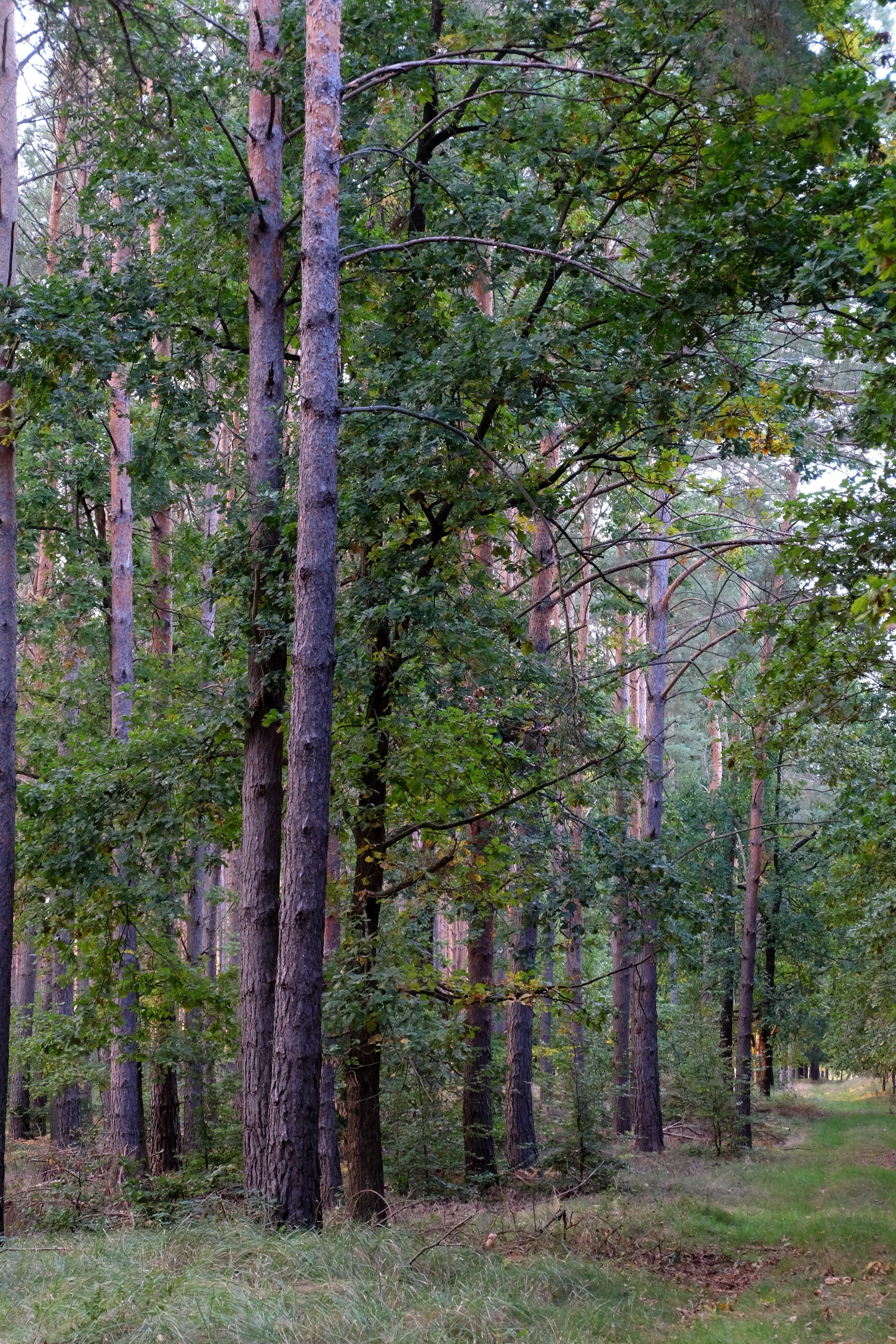 Serene Forest Landscape with Tall Pine Trees · Free Stock Photo