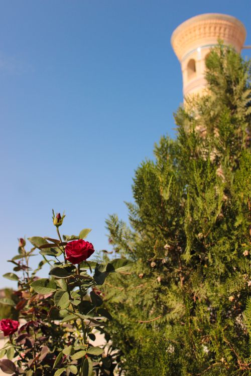 Red Rose with Tower and Greenery in Sunny Landscape · Free Stock Photo