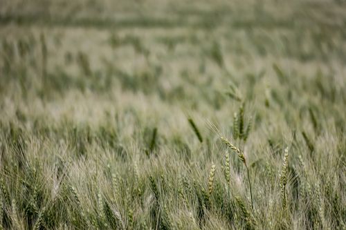 Free A vast wheat field with green ears swaying gently, capturing agricultural serenity. Stock Photo