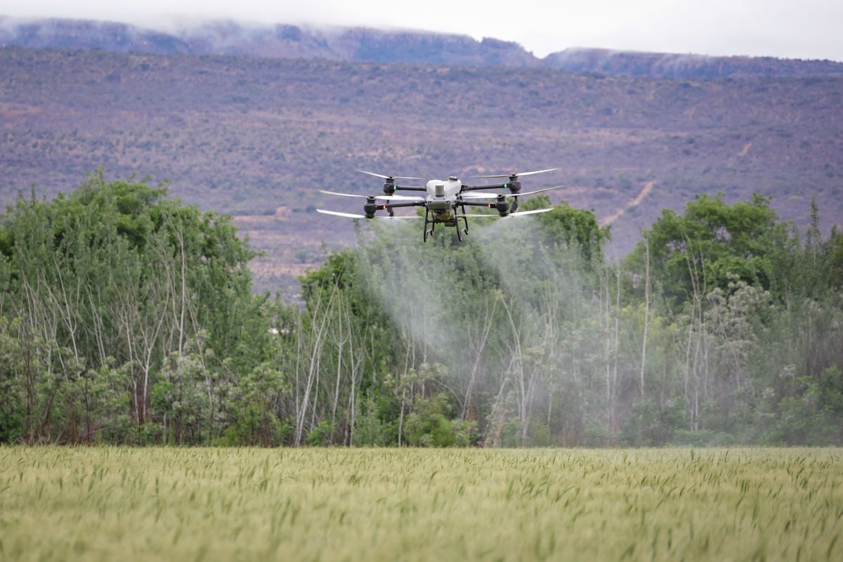 Dron agrícola trabajando sobre cultivos