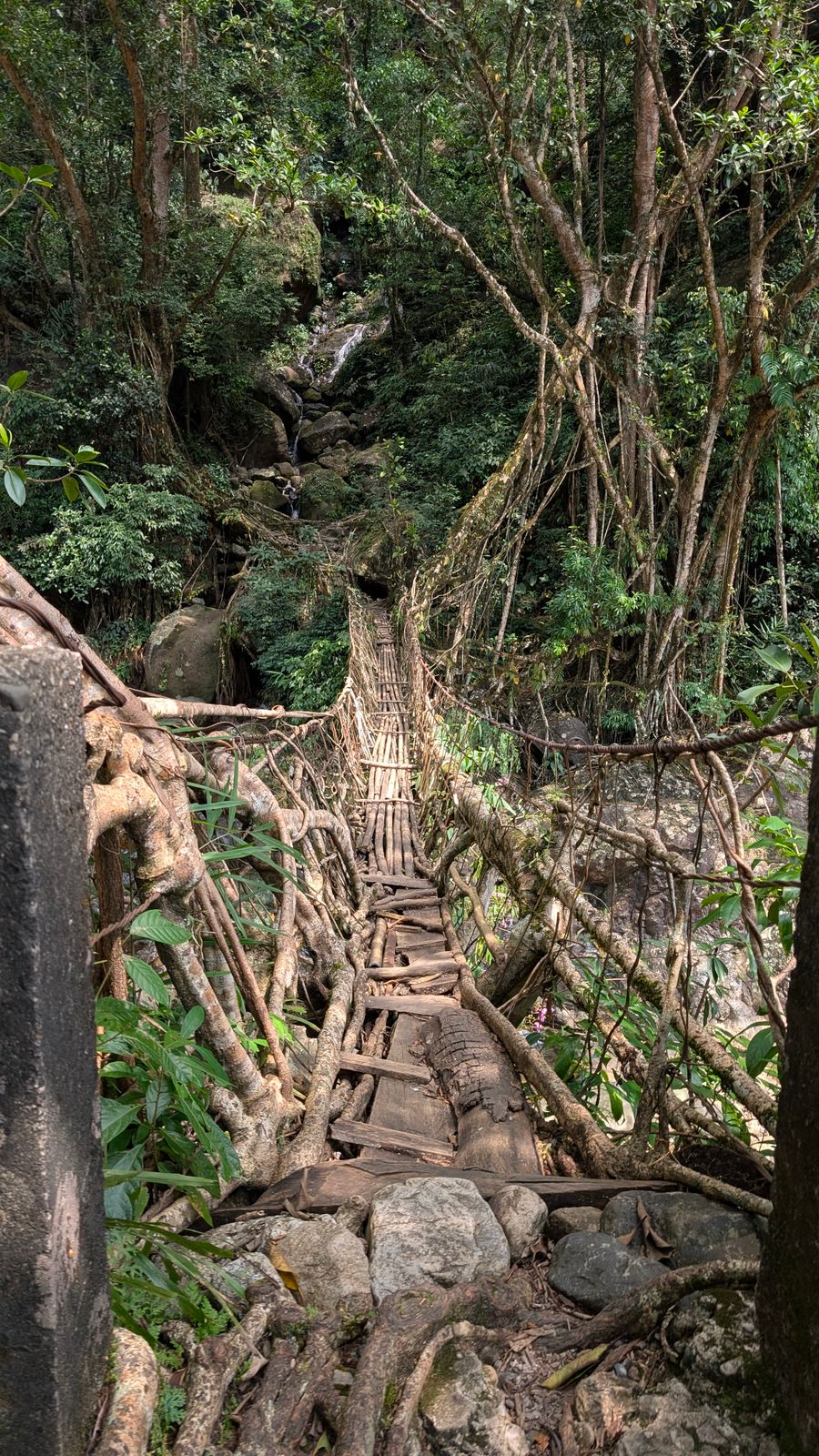 Double Decker Living Root Bridge photo 4