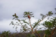 以下是一些关于鸟类、雀类和自然免费库存照片的描述：

1. 鸟类：鸟类是大自然中的一类独特生物，它们拥有美丽的羽毛、翅膀和喙