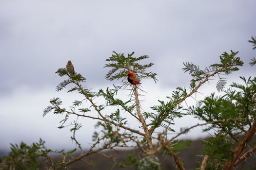 以下是一些关于鸟类、雀类和自然免费库存照片的描述：

1. 鸟类：鸟类是大自然中的一类独特生物，它们拥有美丽的羽毛、翅膀和喙