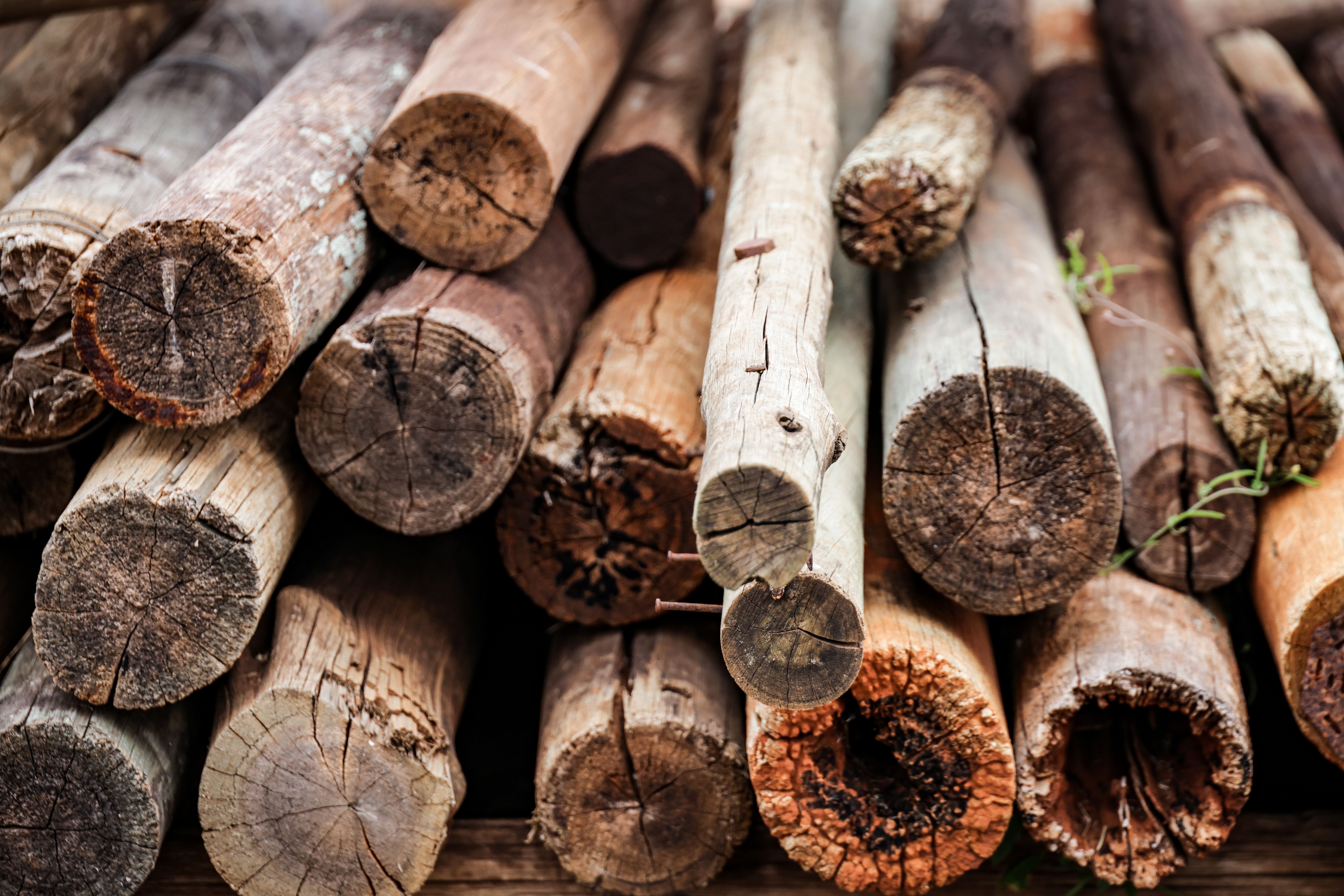 Wood; coniferous, split poles, piles, pickets, stakes, pointed but not sawn lengthwise; sticks for umbrellas, tool handles etc, roughly trimmed but not turned or bent; chipwood etc, hoopwood