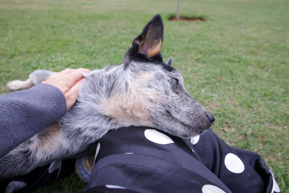 Secure the Best Pet Insurance for Alternative Therapies UK 2026
