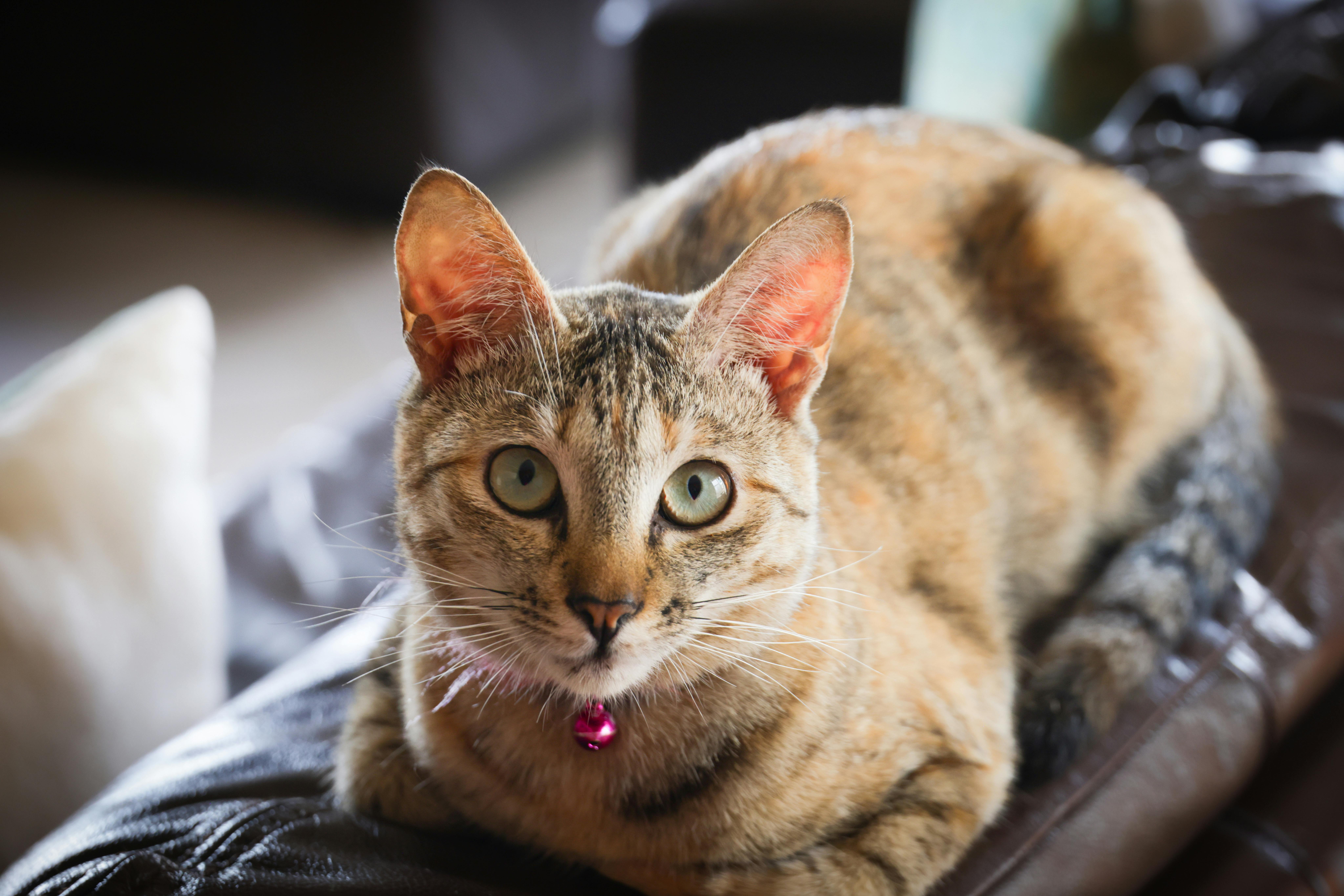 Conceptual image representing your house fire