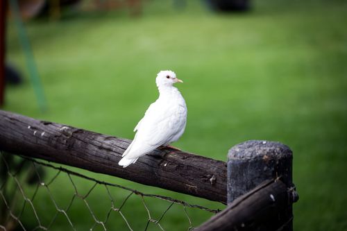 Free A serene white dove sits on a rustic wooden fence against a lush green backdrop. Stock Photo