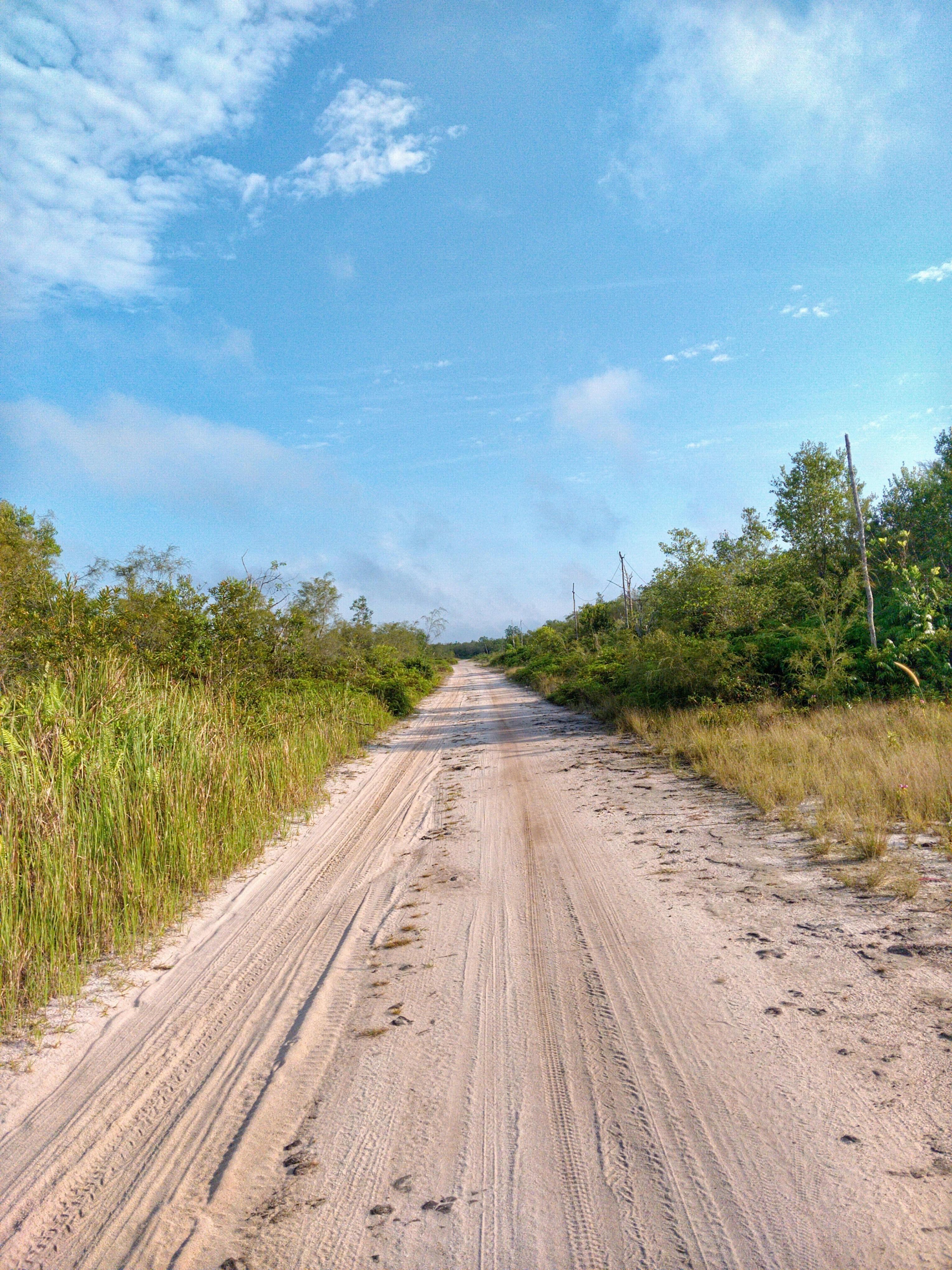 在晴朗的天气中，一条宁静的沙路蜿蜒延伸，周围被郁郁葱葱的绿色森林所环绕，非常适合旅行探索