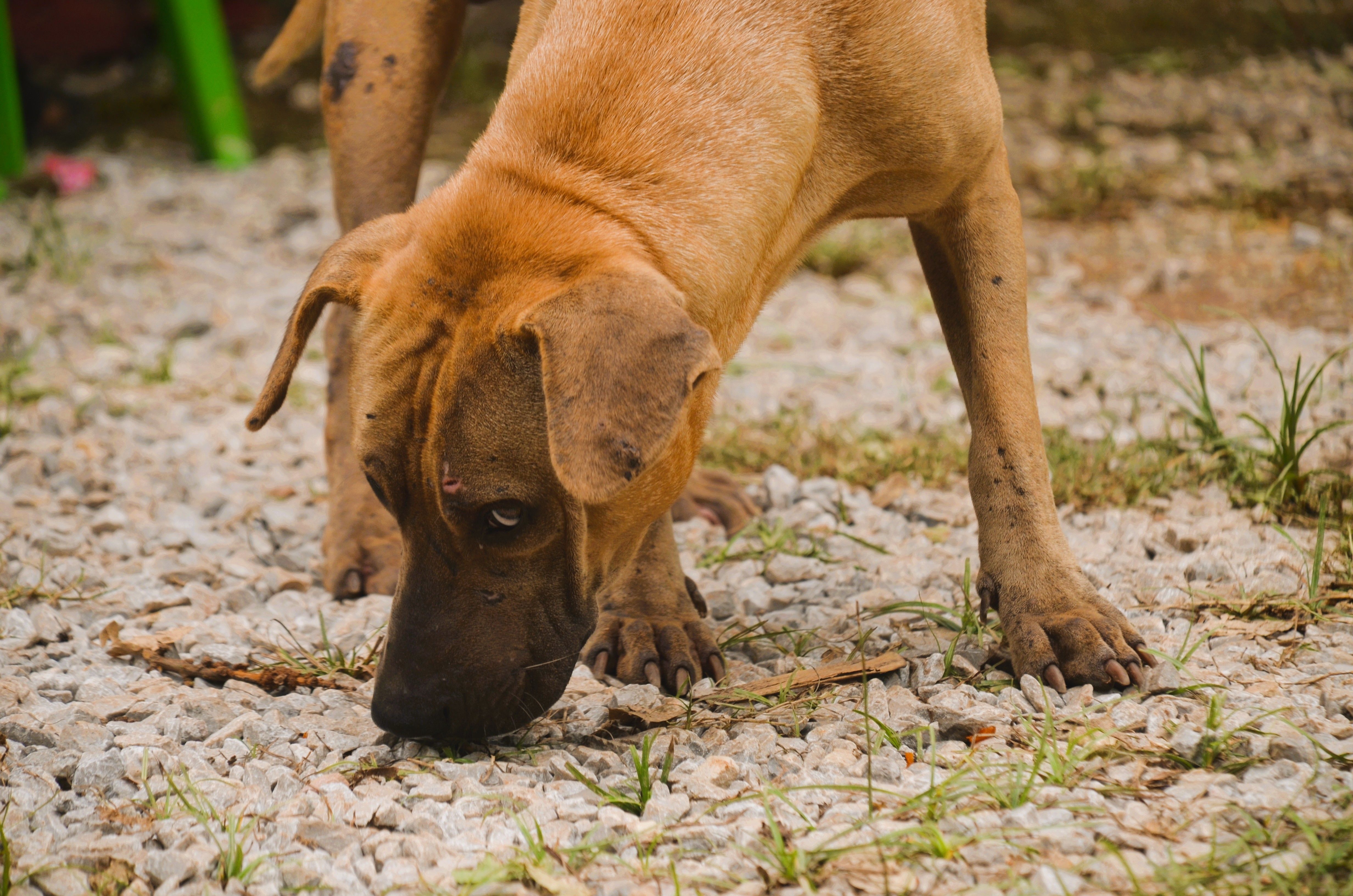 Picture of Curious Brown Dog Sniffing Ground Outdoors · Free Stock Photo